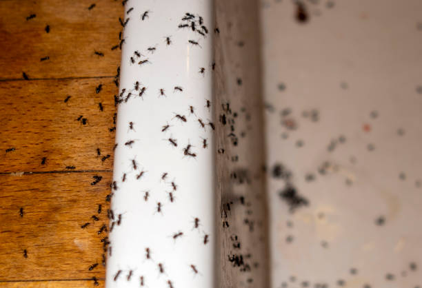 Best Local Pest Control Services  in Paradise, CA